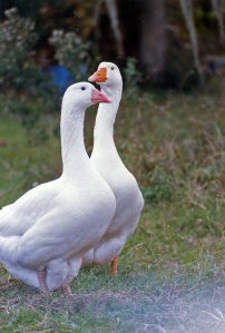 GeesePose