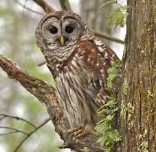 Barred Owl
